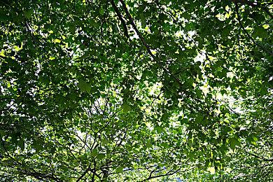 《数码宝贝》线上活动PV公开 2月27日正式开始